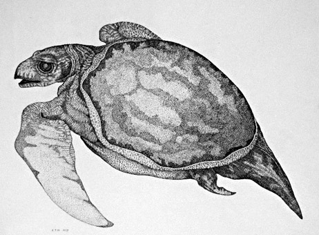 Flying Turtle 4008-79