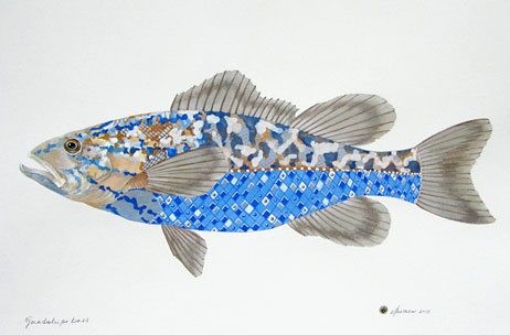 Guadalupe Bass 4018-13